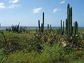 Aruba - January 2008 072